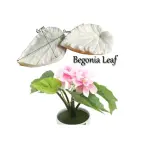 Begonia leaf Veiner