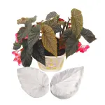 Begonia leaf Veiner