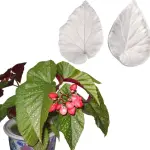 Begonia leaf Veiner