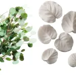 6 pcs Eucalyptus Leaves veiner set