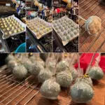 Lollipop Sticks 100 Pcs Cake Pop Sticks 4-inch Cake Candy Chocolate Making Sticks