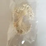Non-Edible High End Artificial Pollen Stem ( Style 3 )