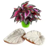 Begonia leaf Veiner