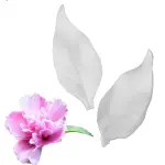 Hibiscus leaf veiner