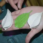 Hydrangea Flower Leaf style 2