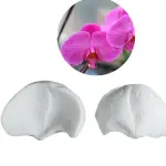 Phalaenopsis Orchid flower Petal veiner