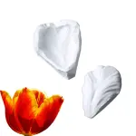 Tulip flower Petal veiner mould style 2