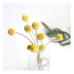 Golden Drumstick Petal Texture Mould
