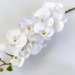 Phalaenopsis Butterfly Orchid Branch